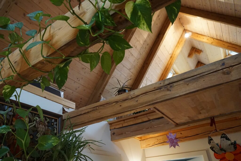 alte balken mit sicht in den dachspitz. grüne pflanzen hängen von den balken.